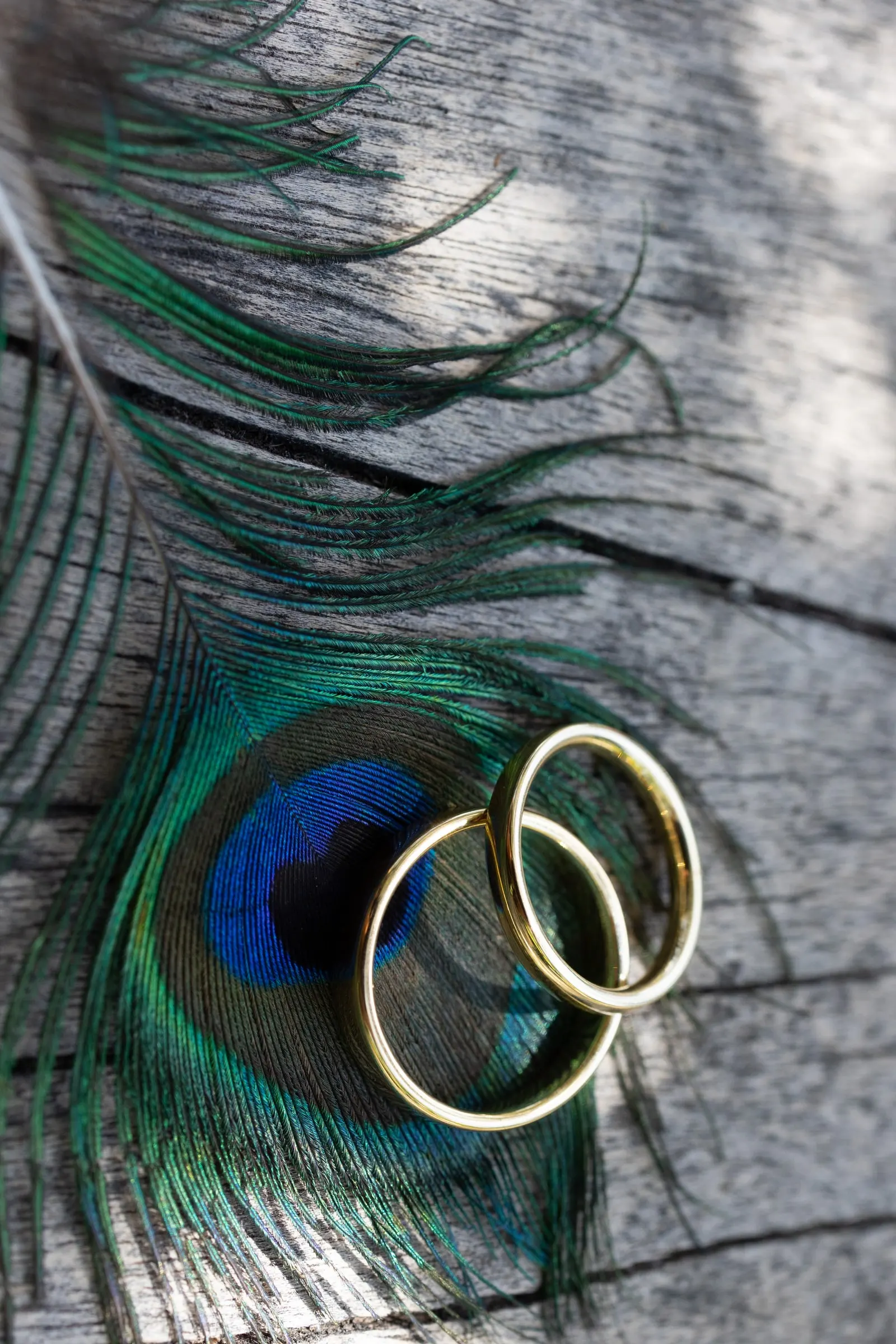 Two gold wedding rings resting on a peacock feather