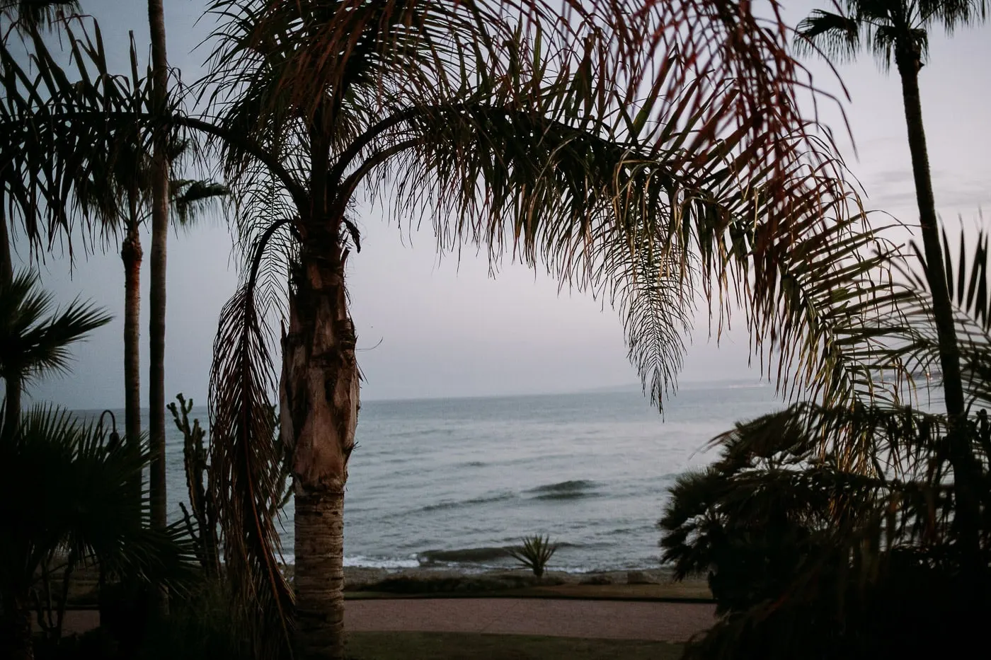 Palm trees framing the sea at dusk from the Tikitano gardens, Estepona